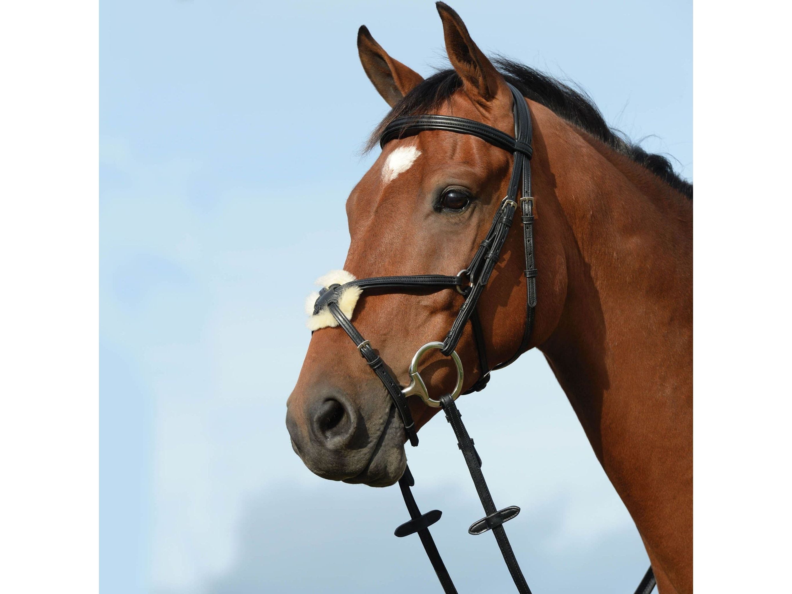 Collegiate Syntovia+ Padded Raised Figure 8 Bridle