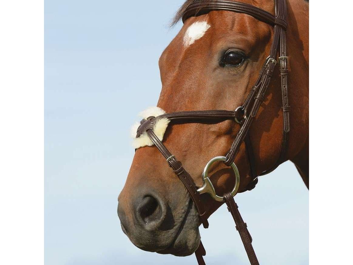 Collegiate Syntovia+ Padded Raised Figure 8 Bridle