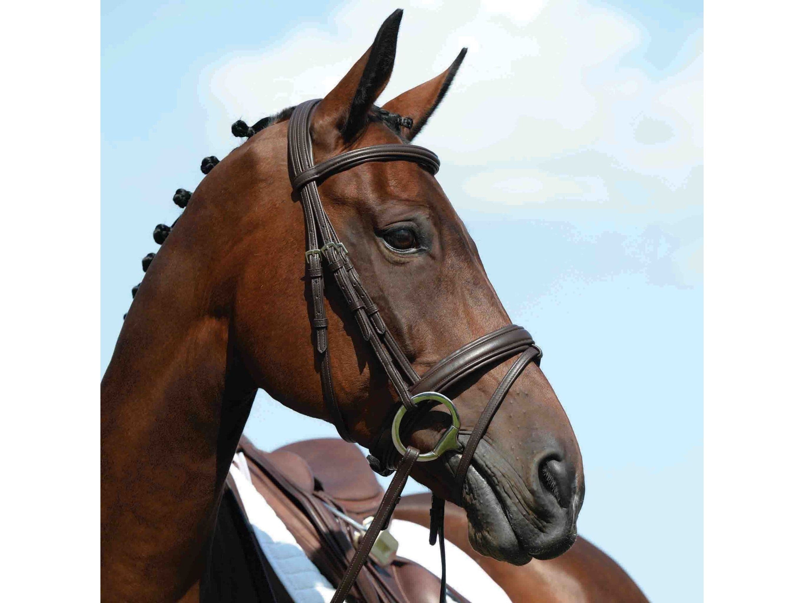 Collegiate Syntovia+ Padded Raised Flash Bridle