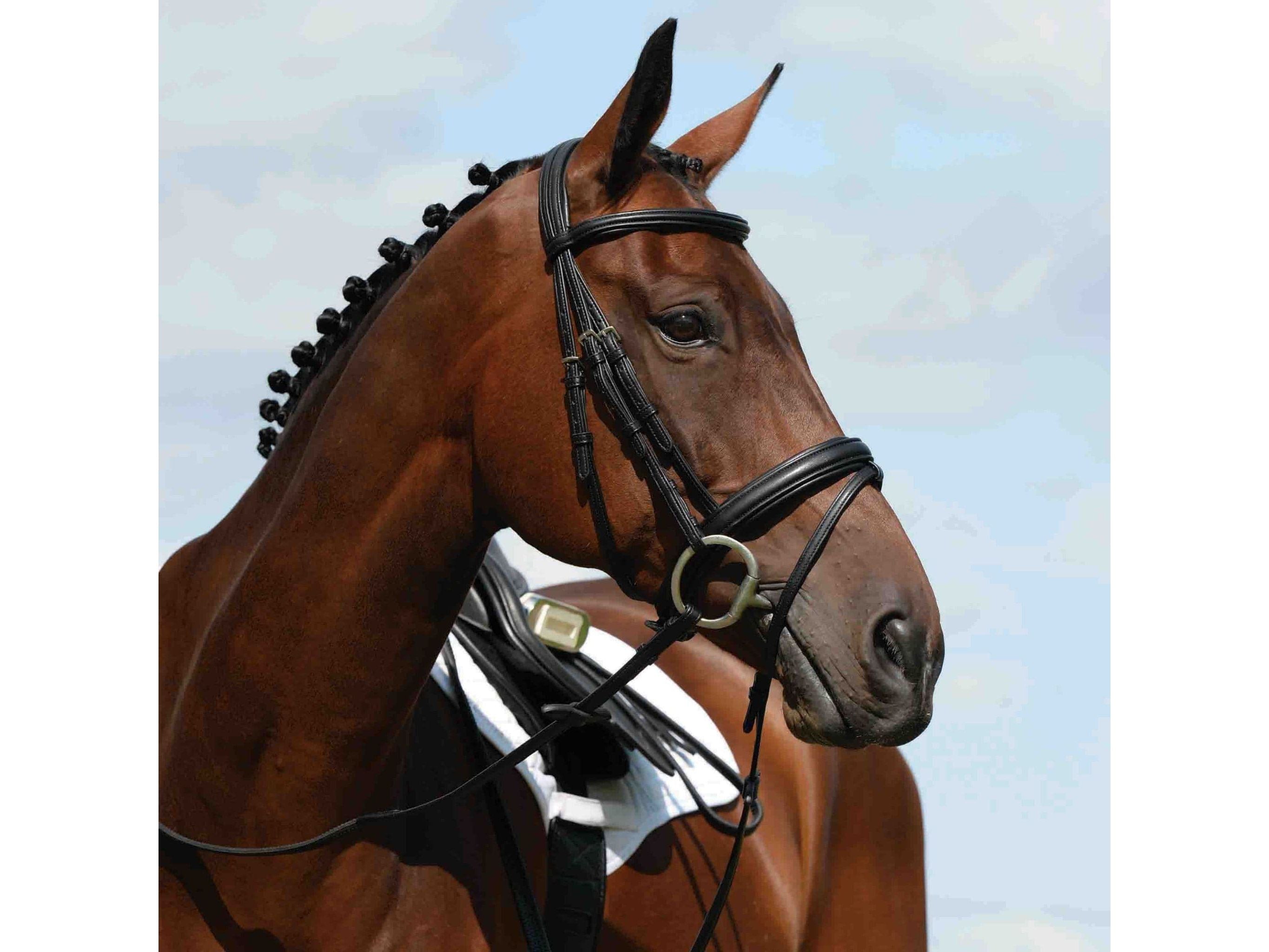 Collegiate Syntovia+ Padded Raised Flash Bridle
