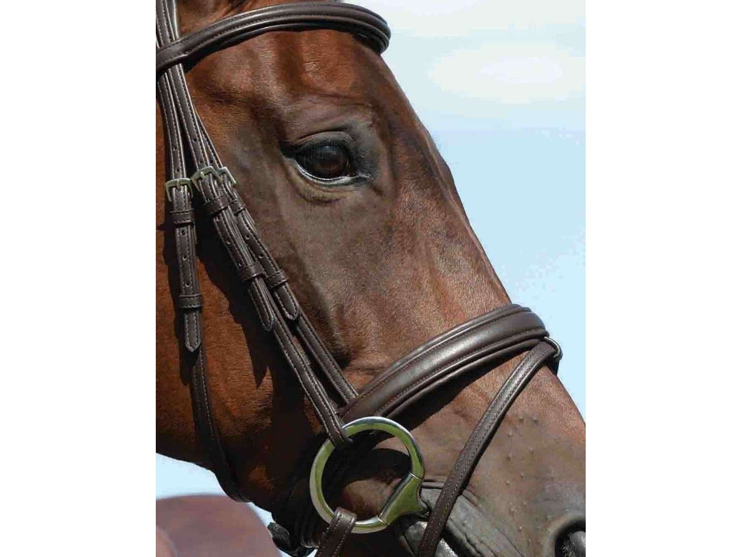 Collegiate Syntovia+ Padded Raised Flash Bridle