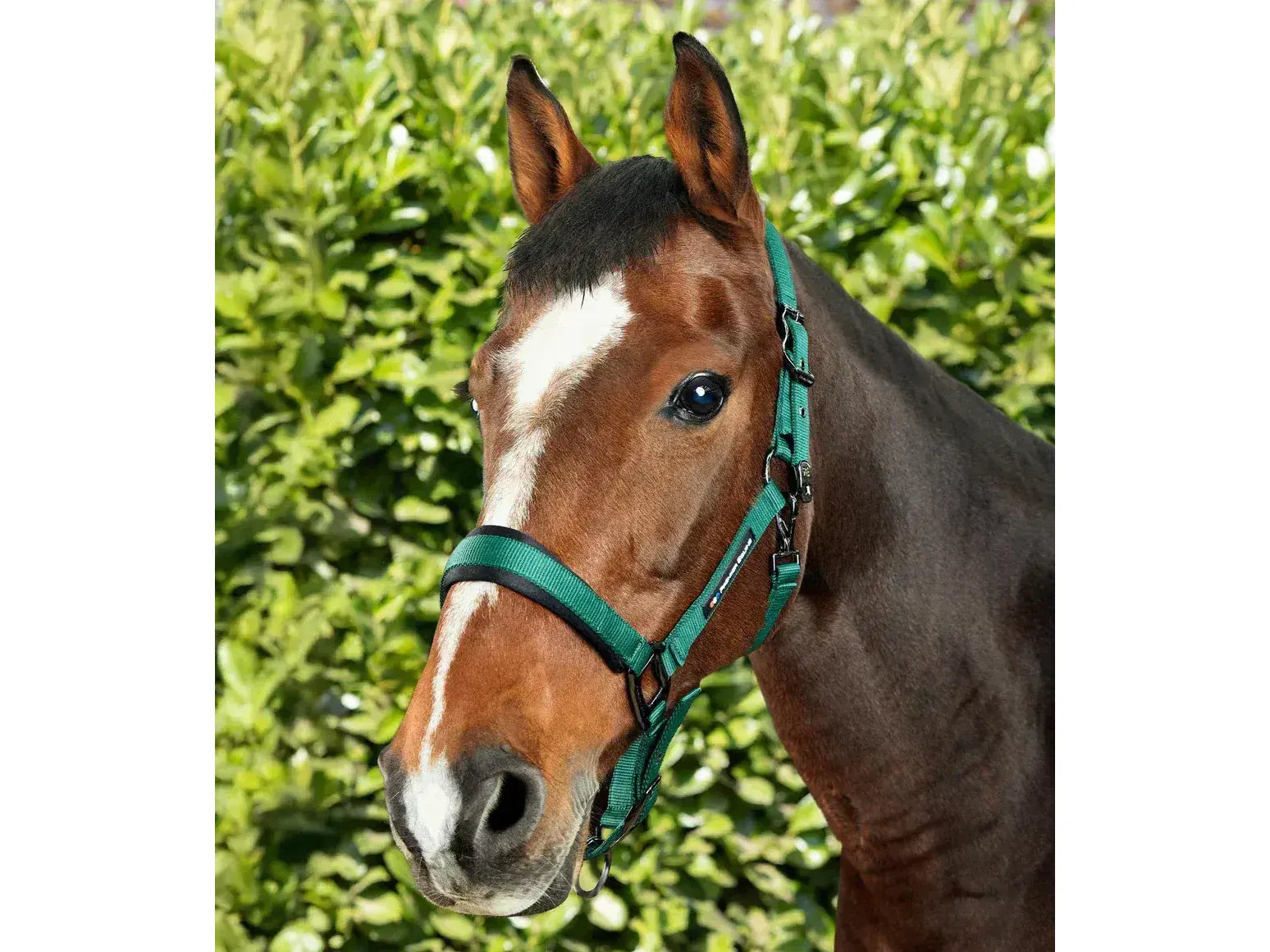 Corda Padded Head Collar with Lead Rope