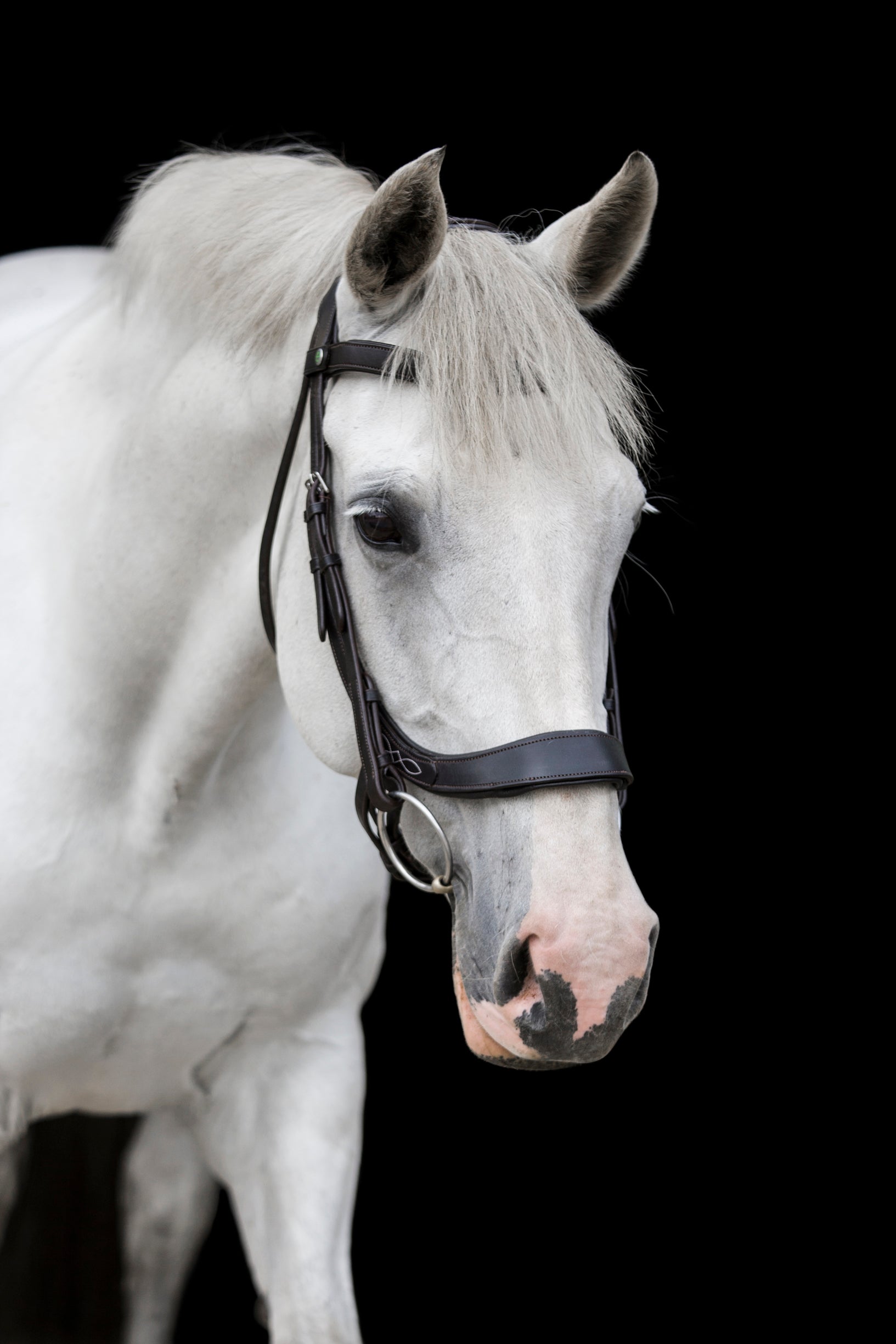 Freedom Comfort Bridle