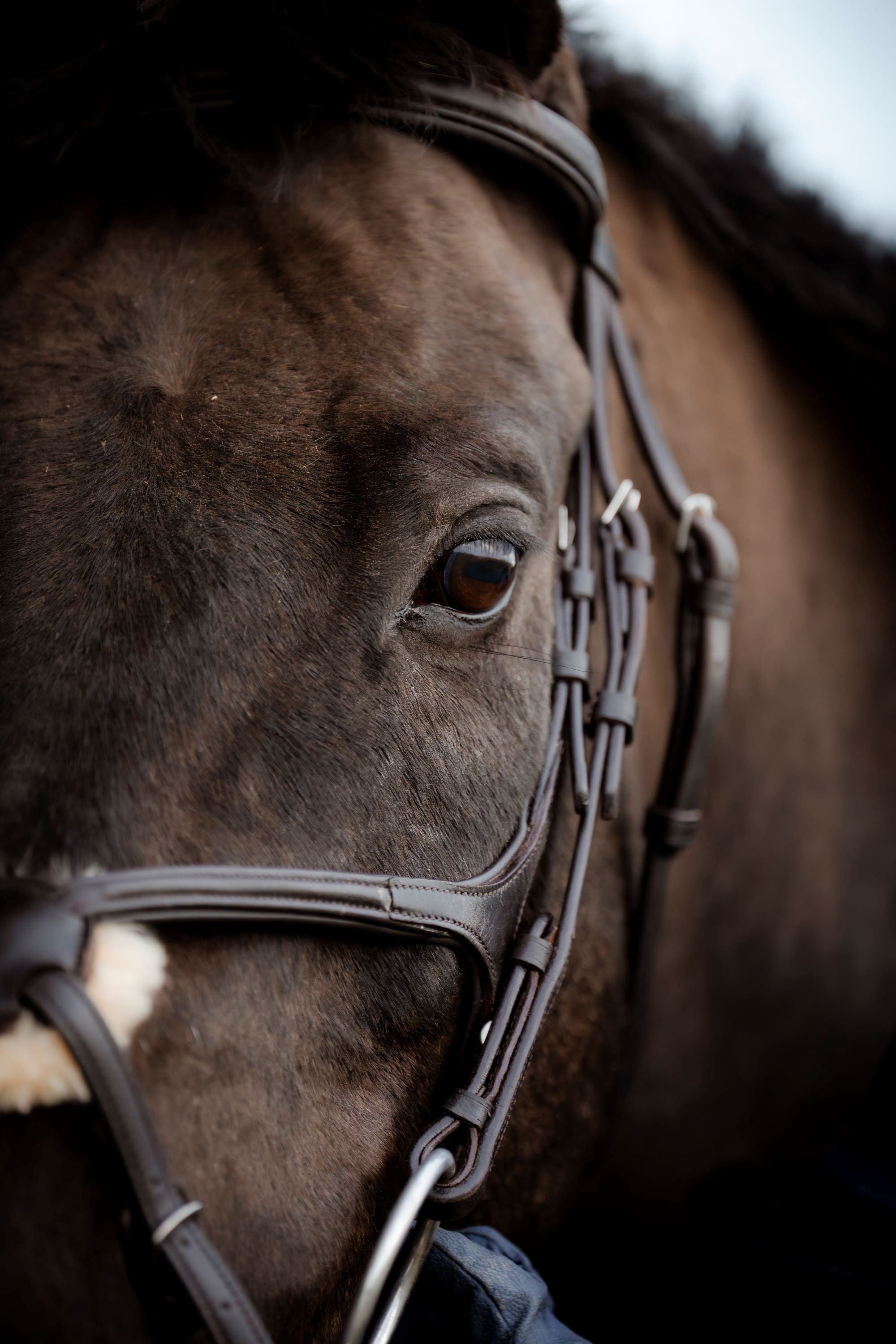 SuperLux Grackle Bridle