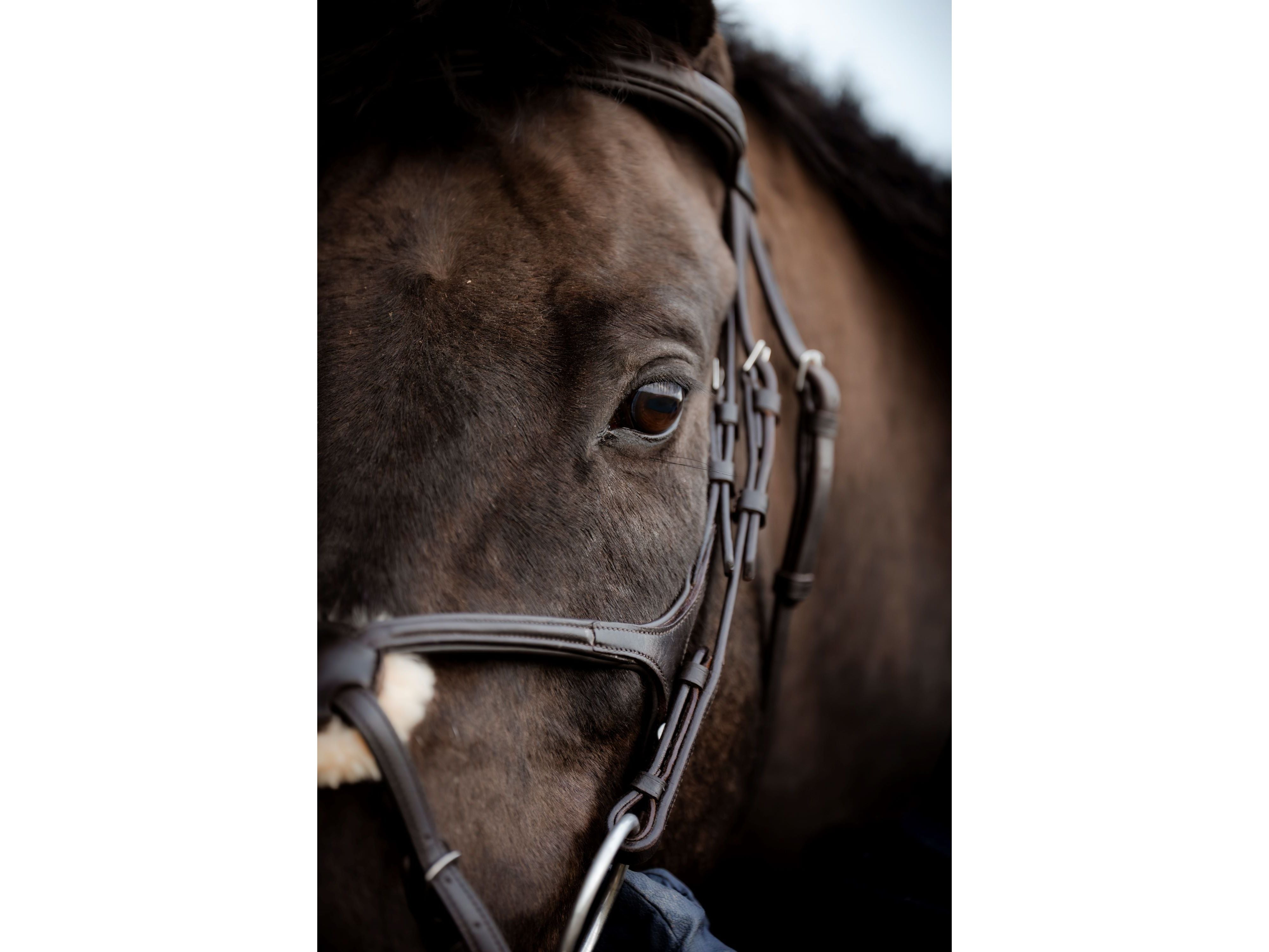 SuperLux Grackle Bridle view