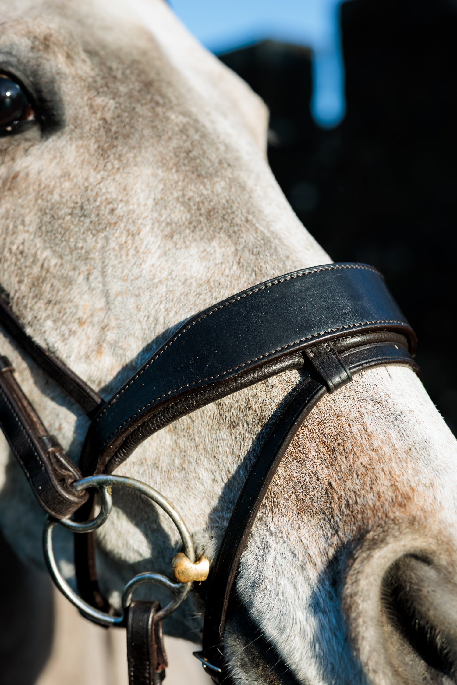 SeamFree Show Bridle