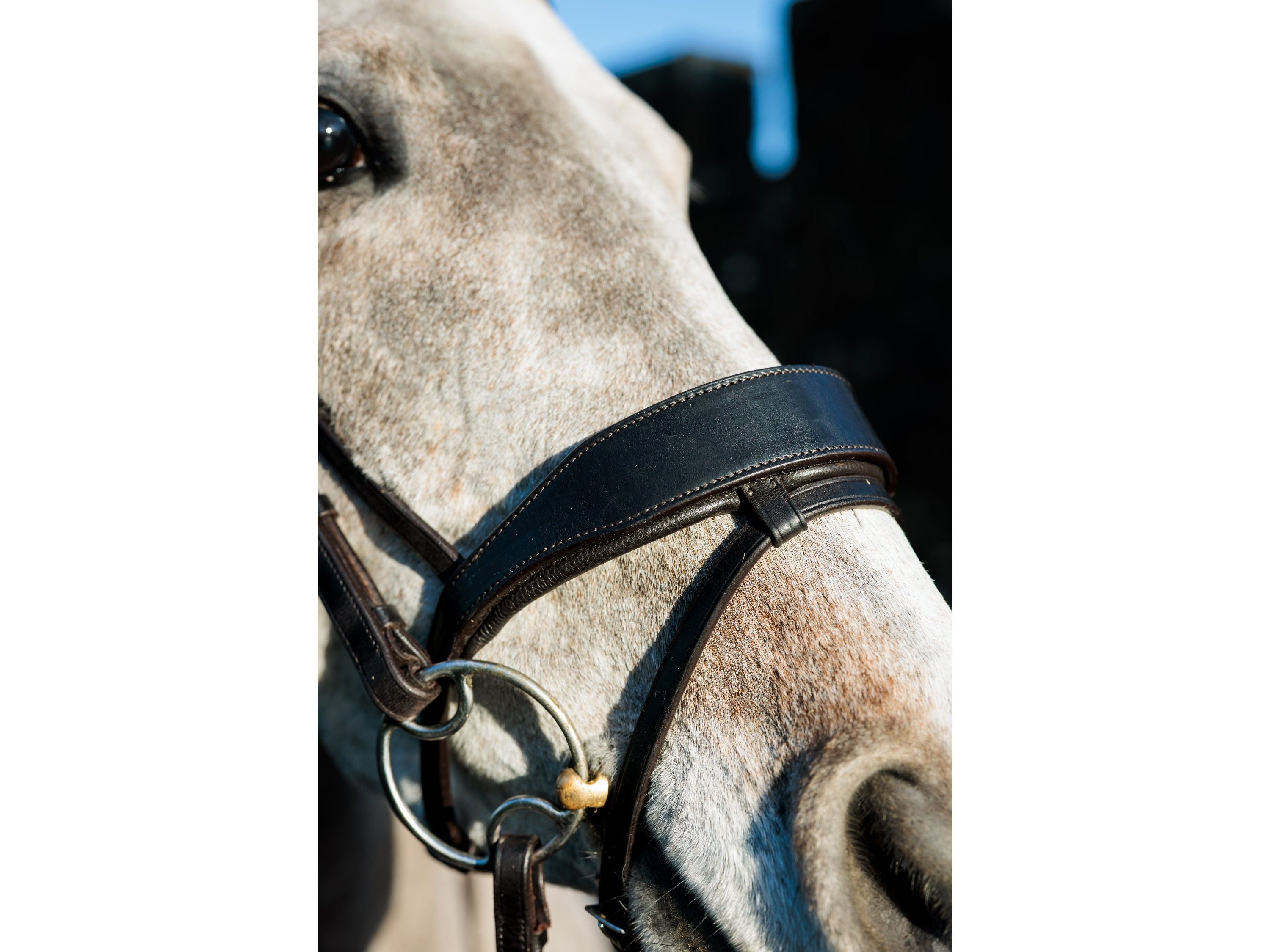 SeamFree Show Bridle view