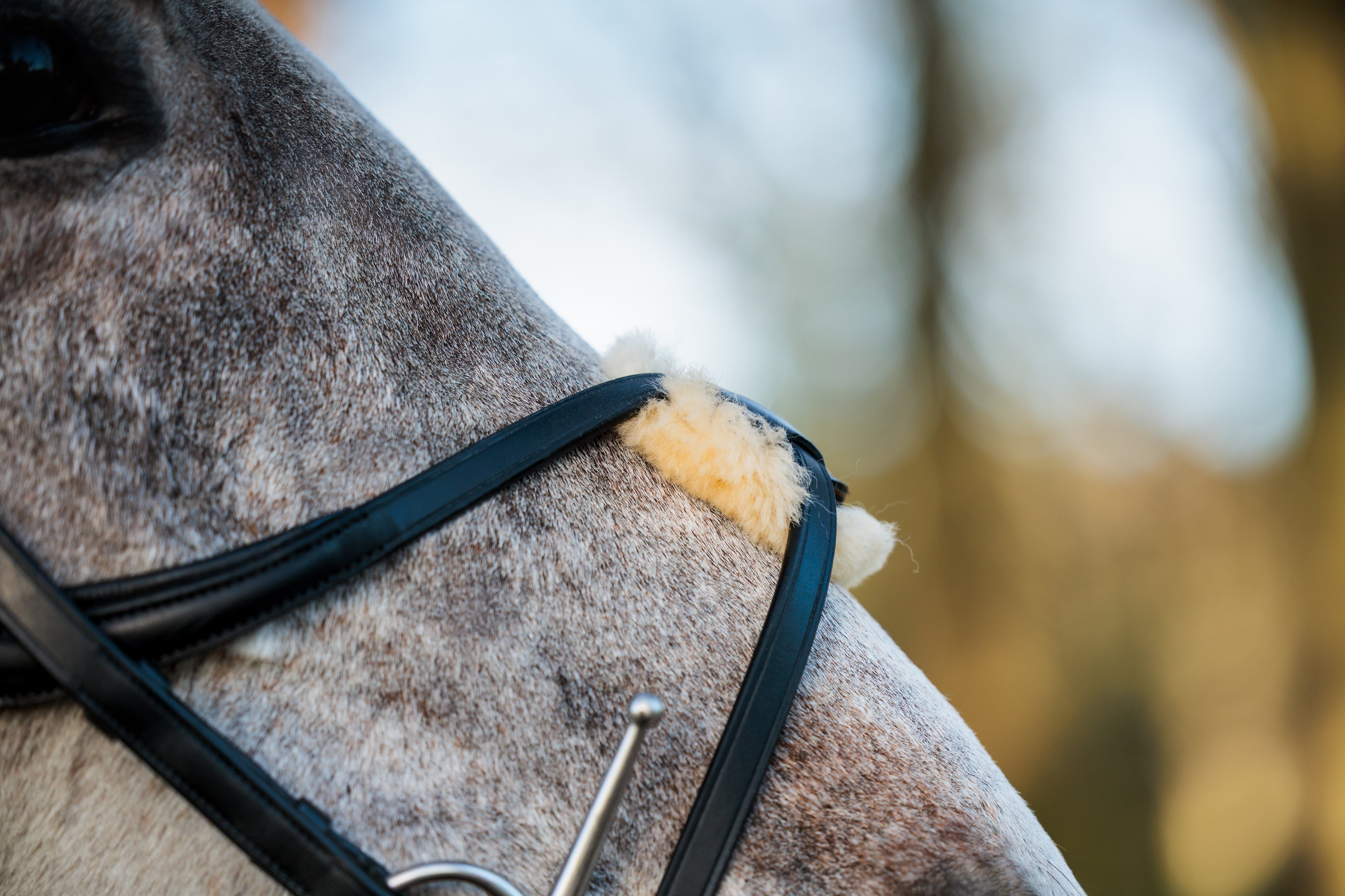 SeamFree Grackle Bridle