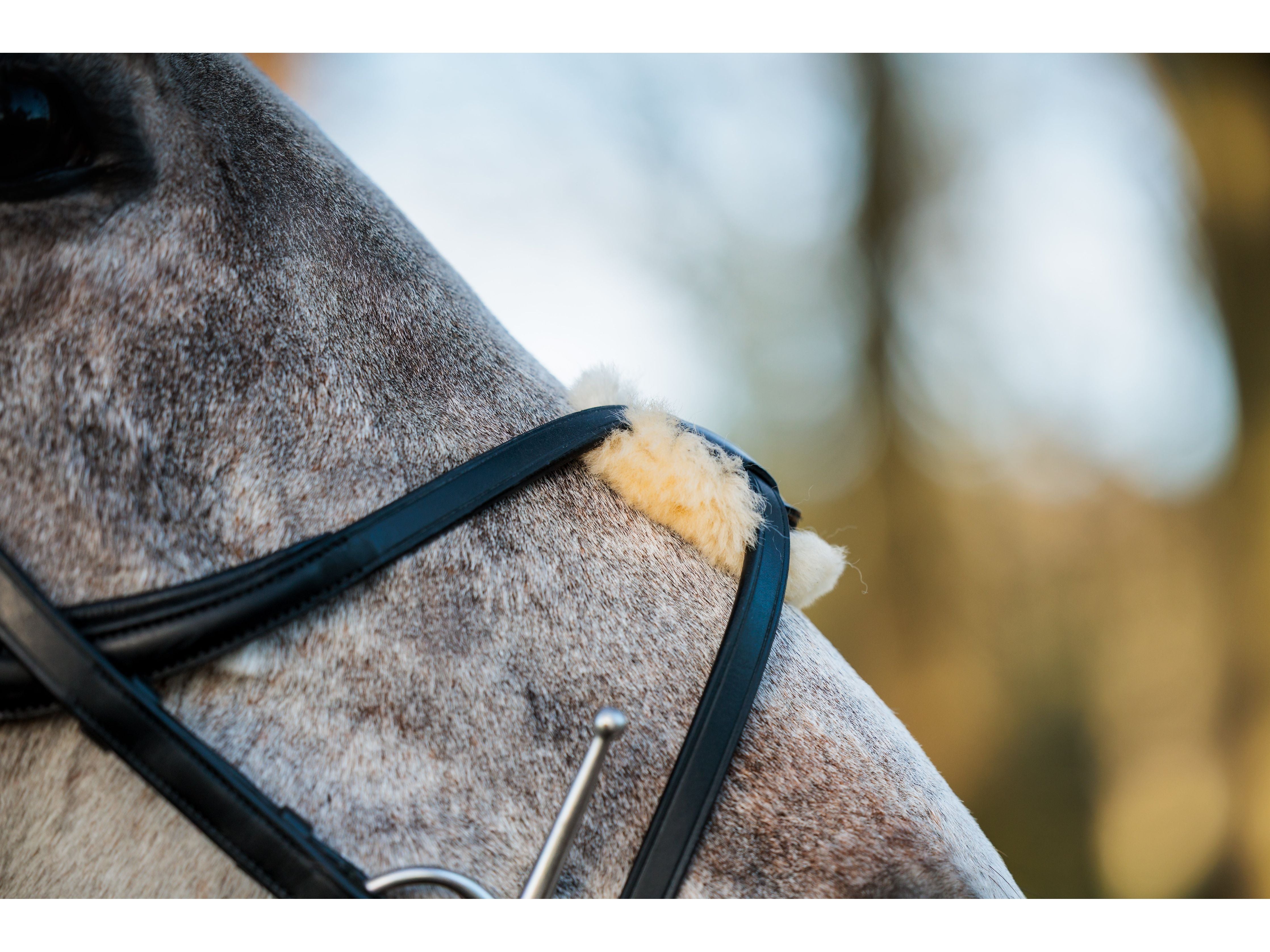SeamFree Grackle Bridle view