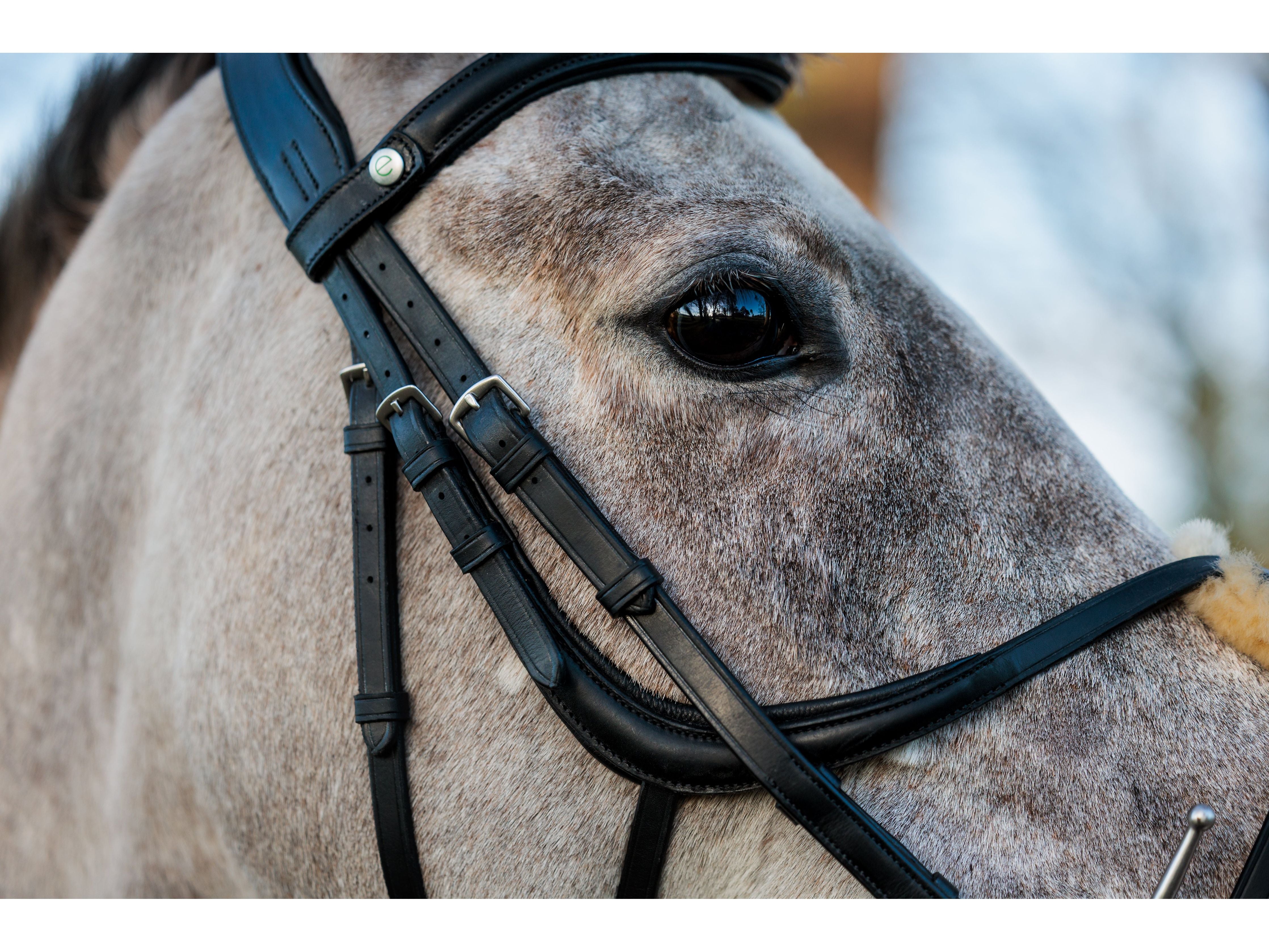 SeamFree Grackle Bridle close-up