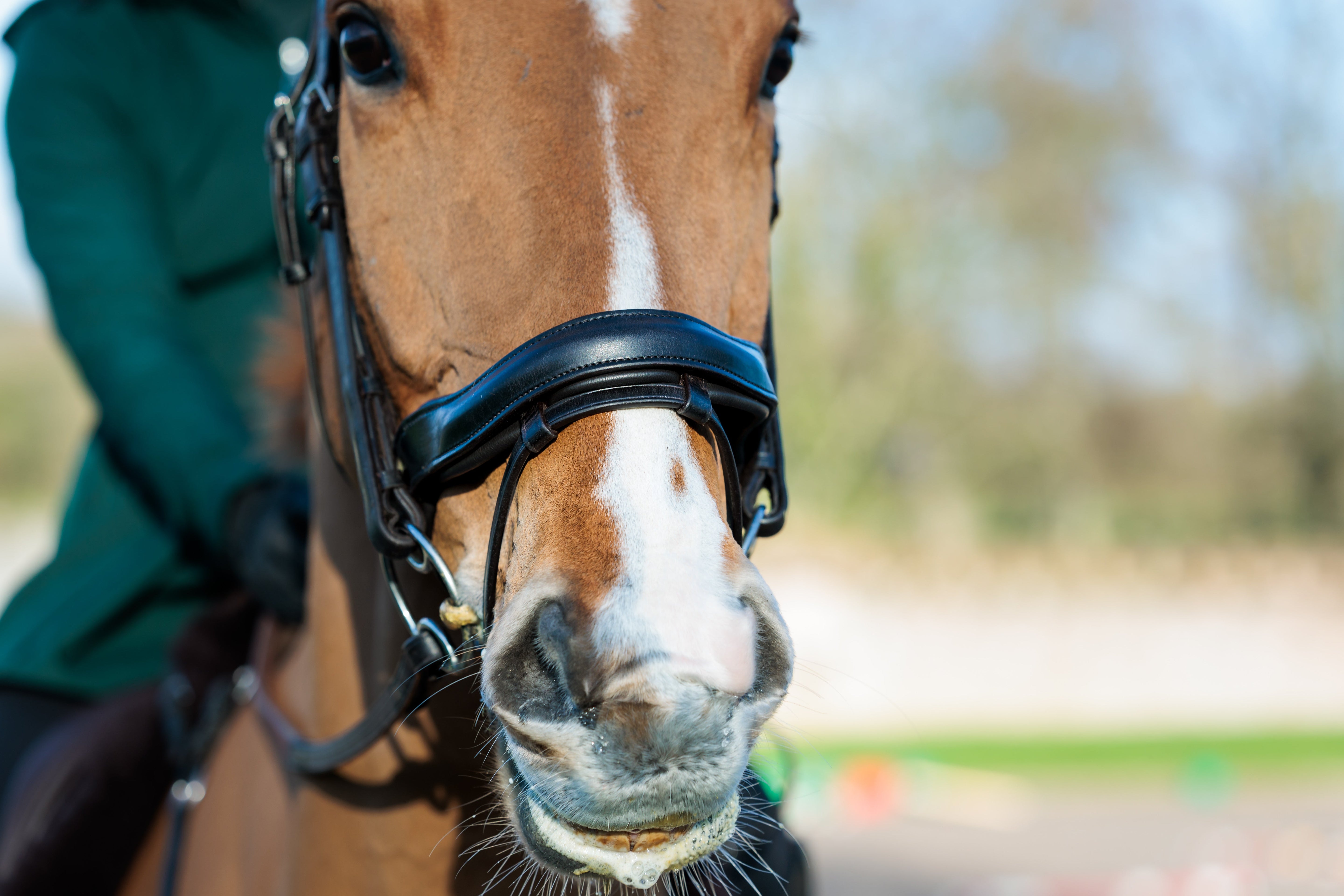 SeamFree Anatomic Bridle