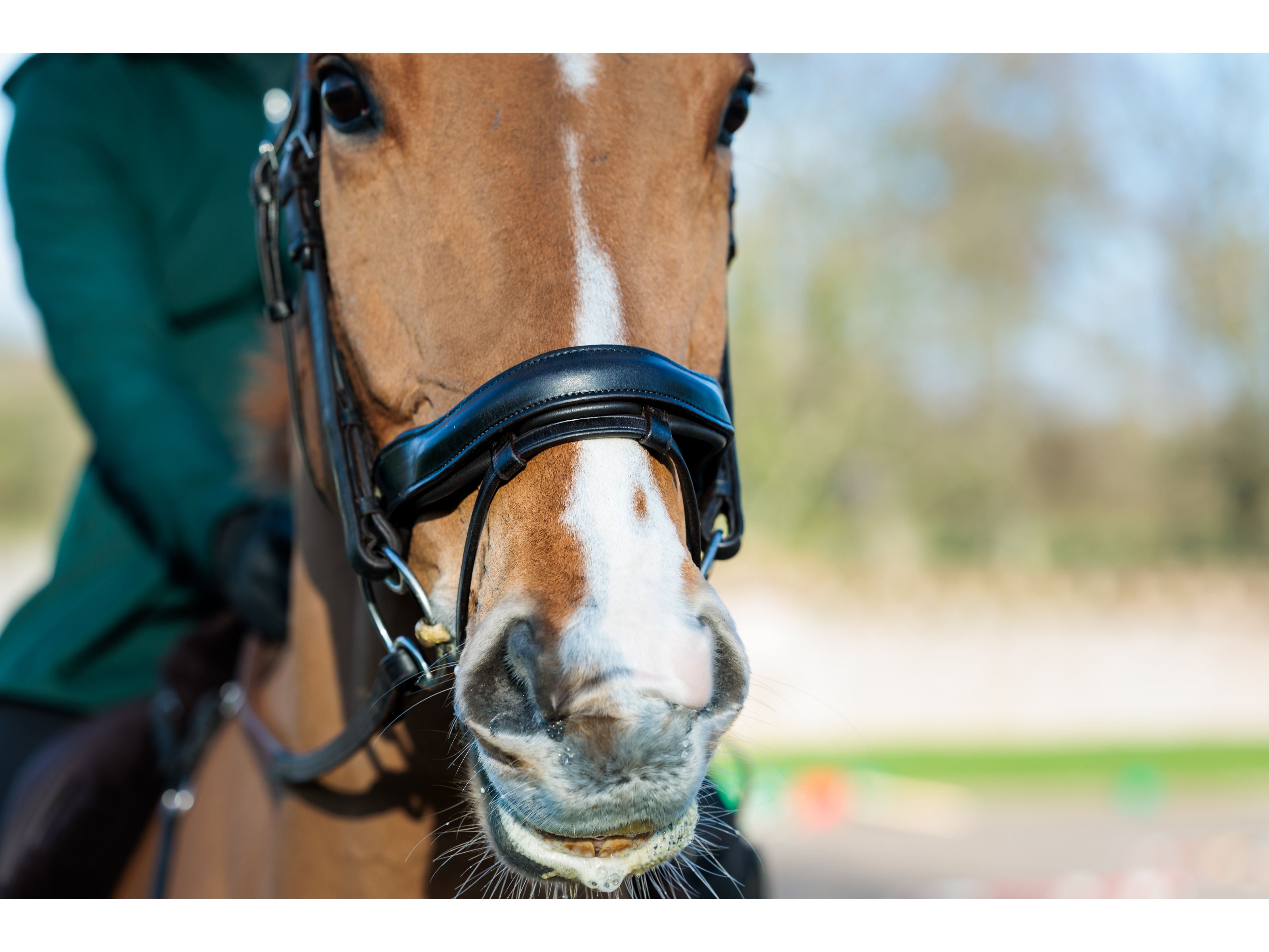 SeamFree Anatomic Bridle view