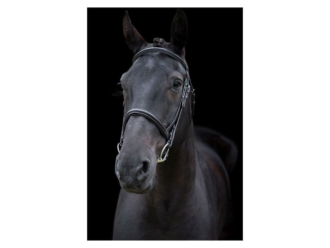 EcoRider Classic Comfort Bridle