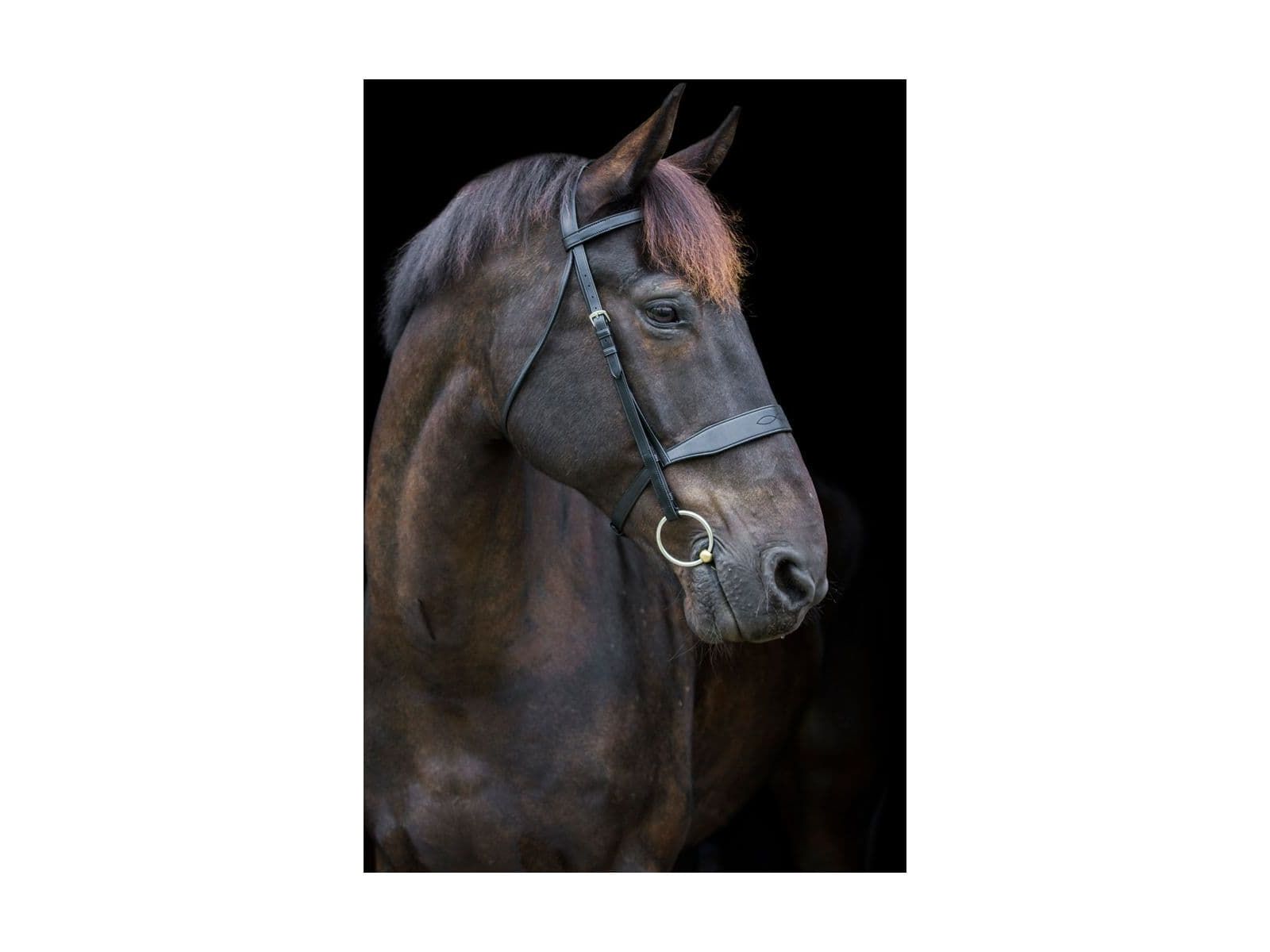 EcoRider Classic Show Bridle view
