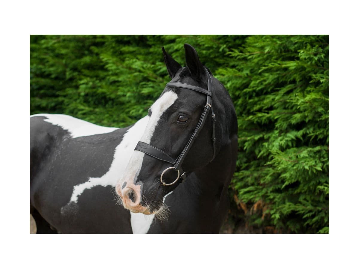 EcoRider Classic Show Bridle close-up
