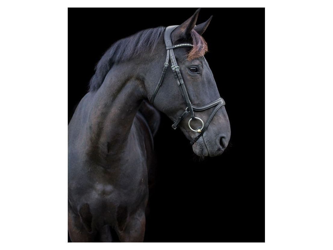 EcoRider Ecosoft Acclaim Bridle view