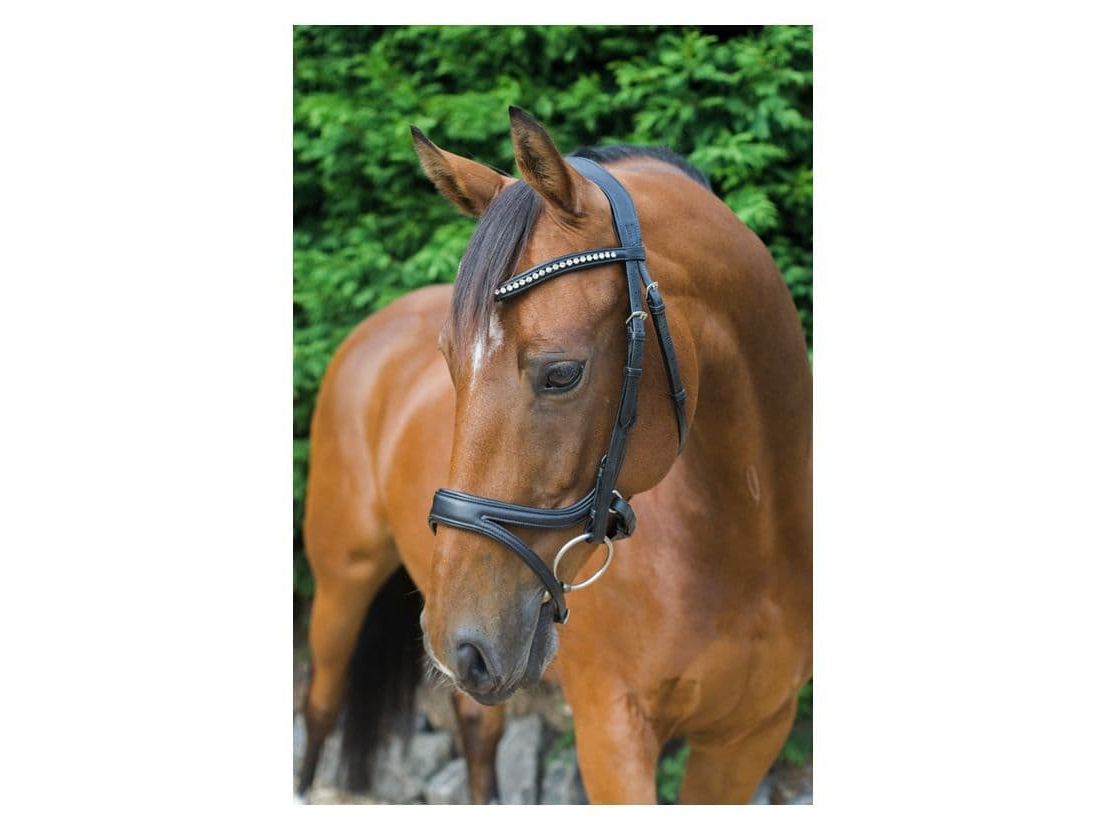 EcoRider Ecosoft Acclaim Bridle view