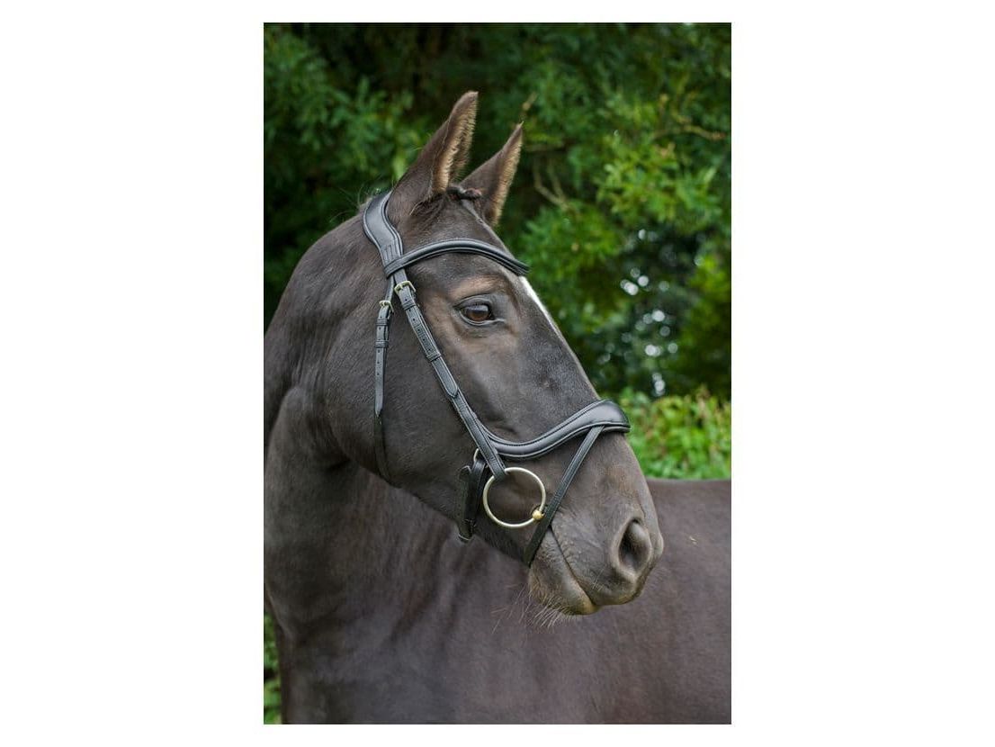 EcoRider Ecosoft Enigma Bridle view
