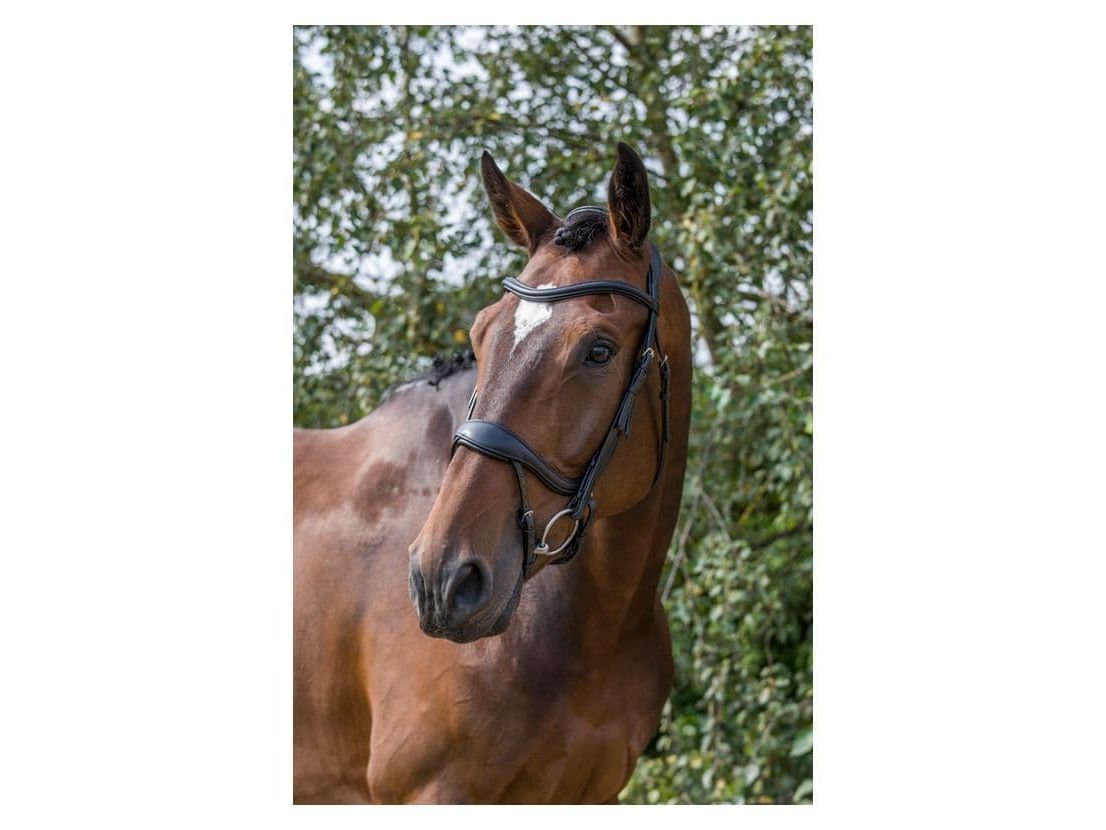 EcoRider Ecosoft Enigma Bridle close-up