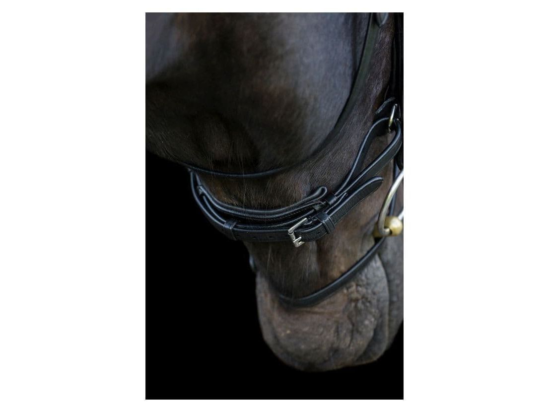 EcoRider Ecosoft Enigma Bridle view