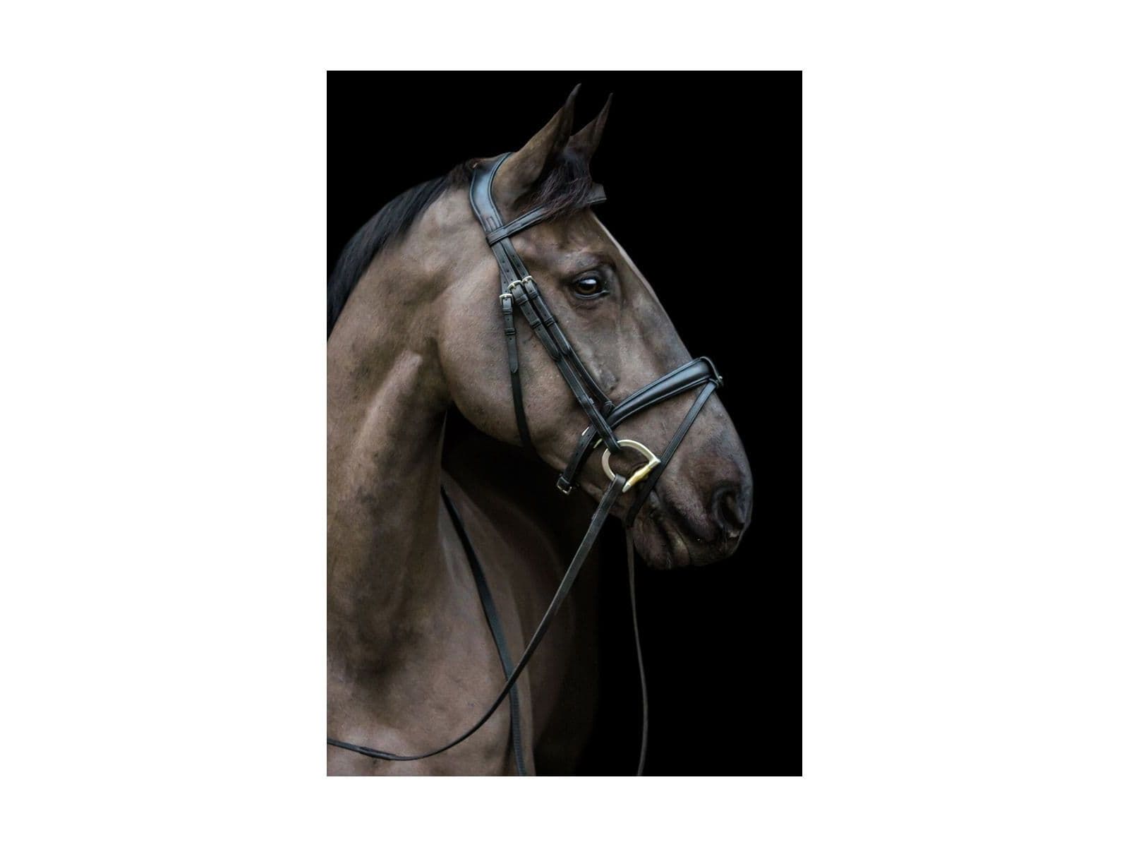 EcoRider Ecosoft Luxe Bridle detail view