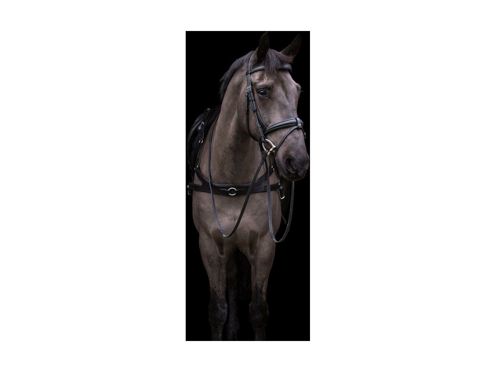 EcoRider Ecosoft Luxe Bridle angled view