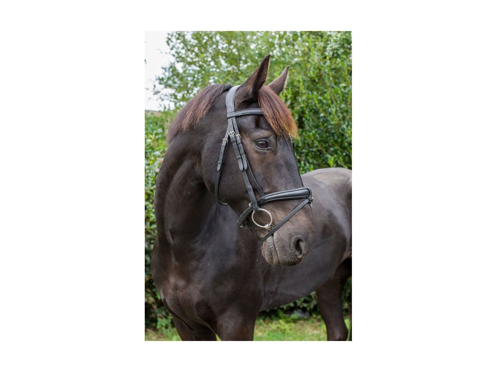 EcoRider Ecosoft Luxe Bridle close-up