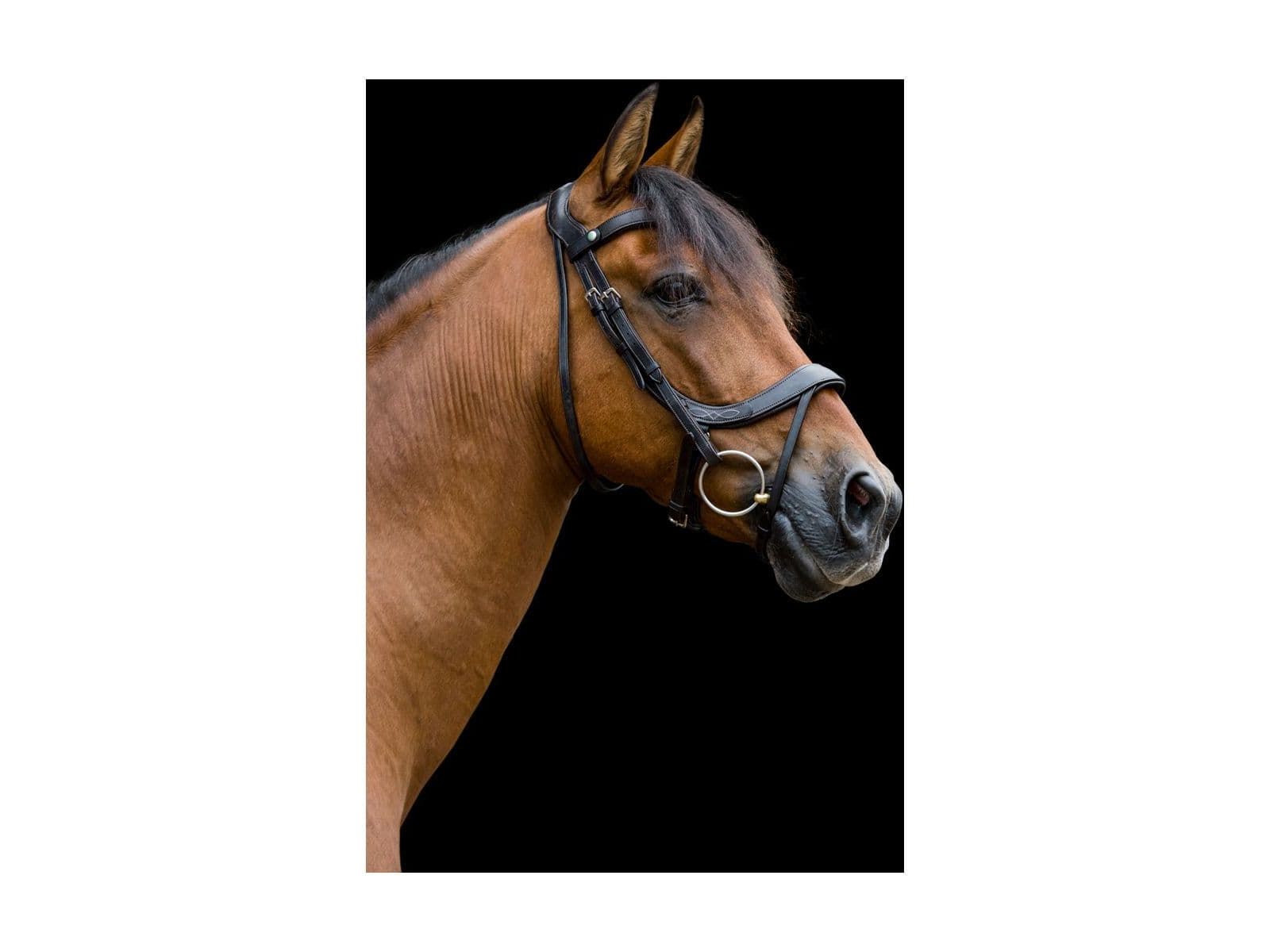 EcoRider Freedom Comfort Bridle