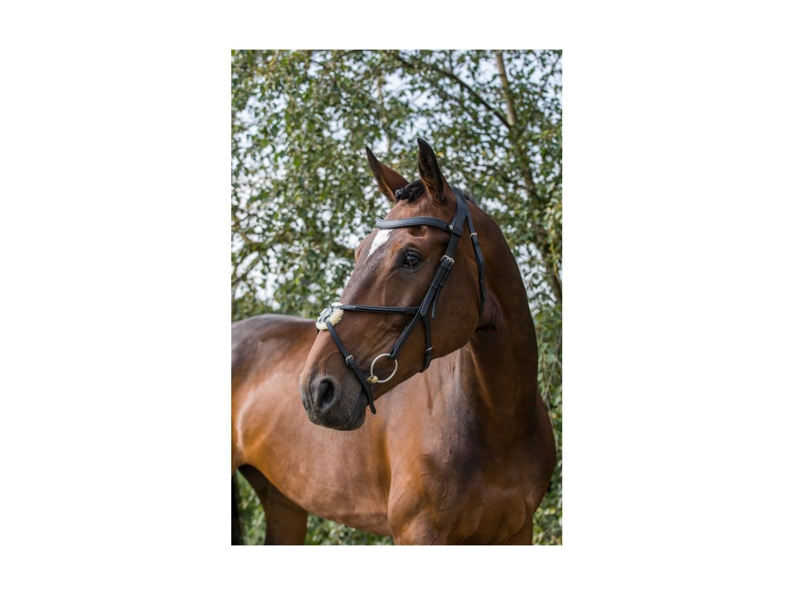 EcoRider Freedom Grackle Bridle RRP £120 detail view