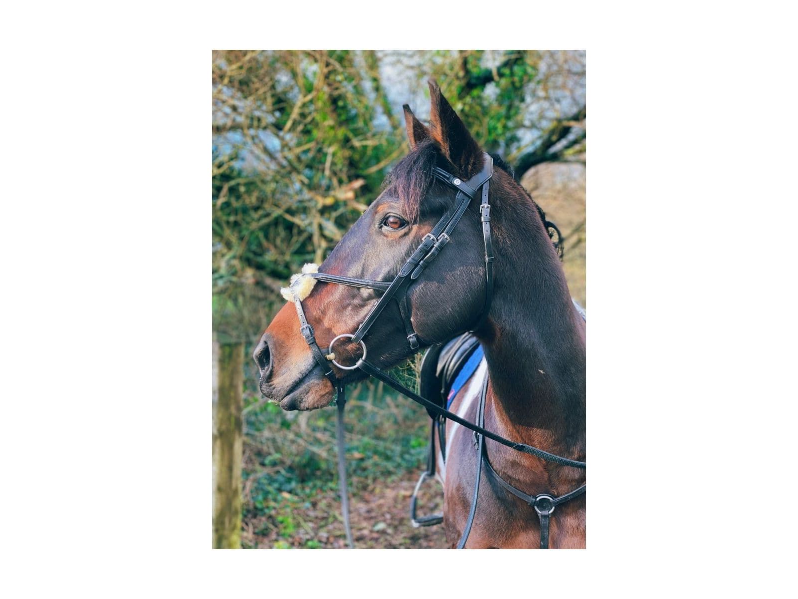 EcoRider Freedom Grackle Bridle RRP £120 close-up