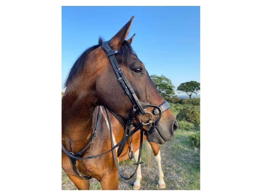 EcoRider Freedom Jump Bridle detail view