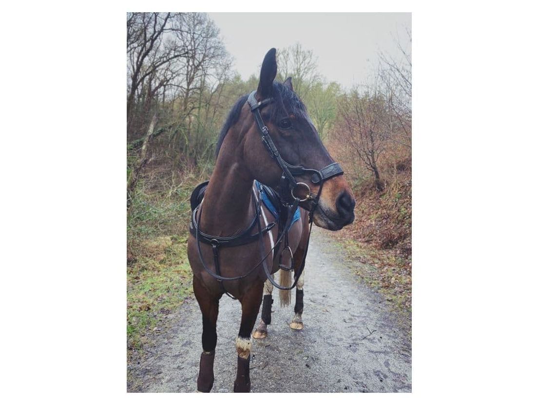 EcoRider Freedom Jump Bridle angled view