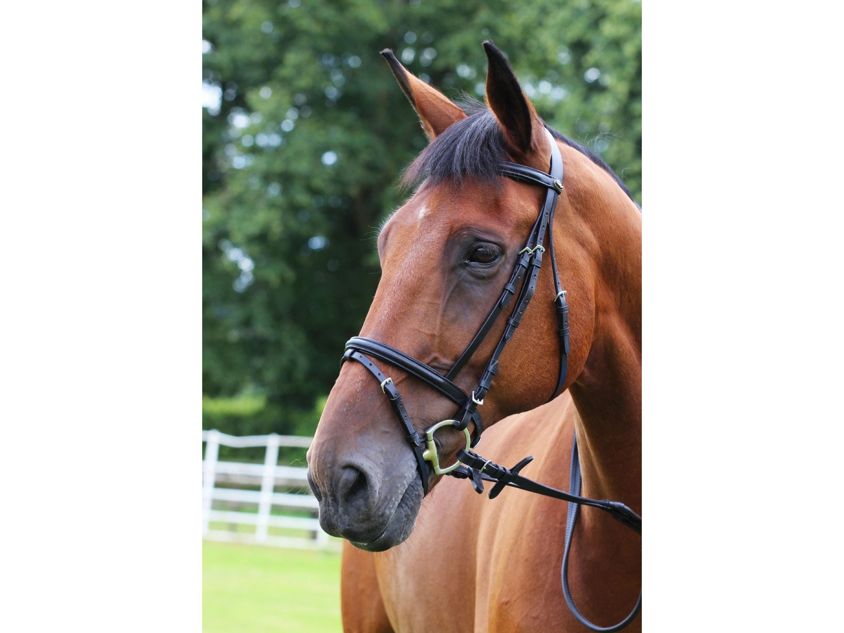 Gallop Padded Bridle + Rubber Reins