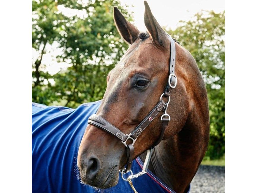 John Whitaker Chicago Perforated Leather Headcollar