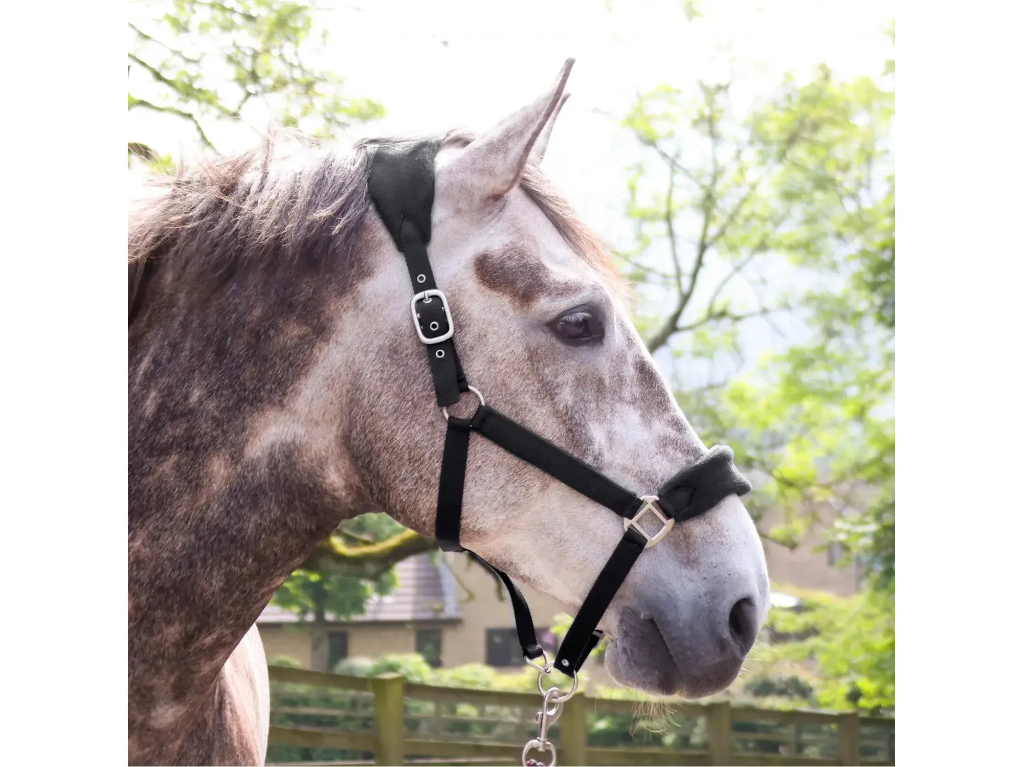 John Whitaker Club Headcollar & Leadrope Set