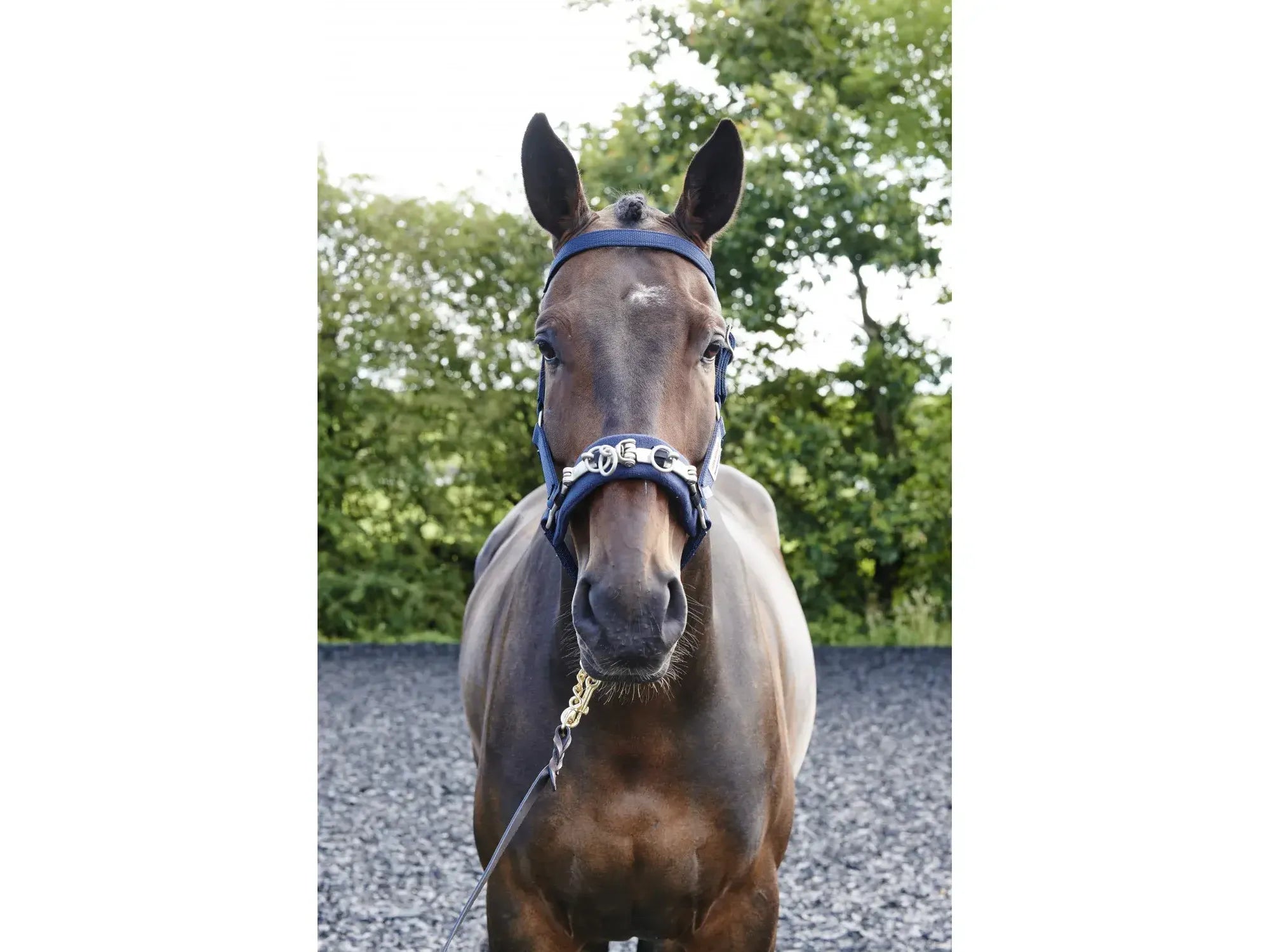 John Whitaker Lunge Cavesson