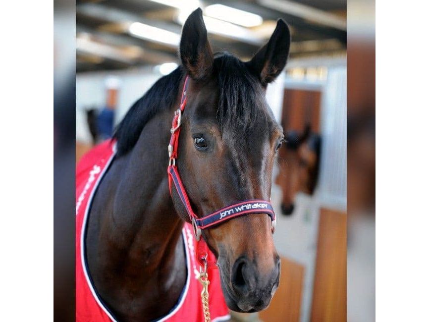 John Whitaker Padded Headcollar