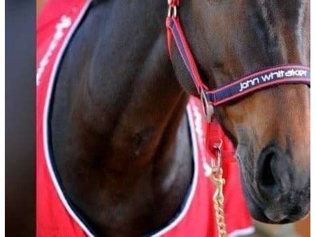 John Whitaker Padded Headcollar