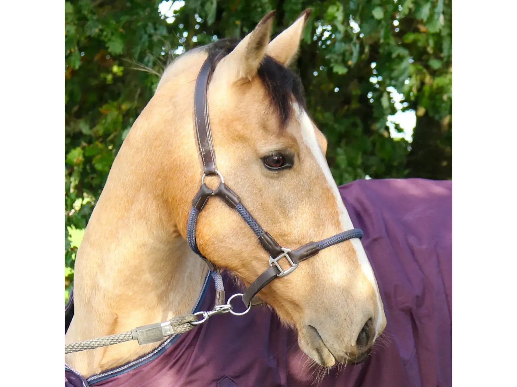 John Whitaker Raywell Soft Rope Headcollar