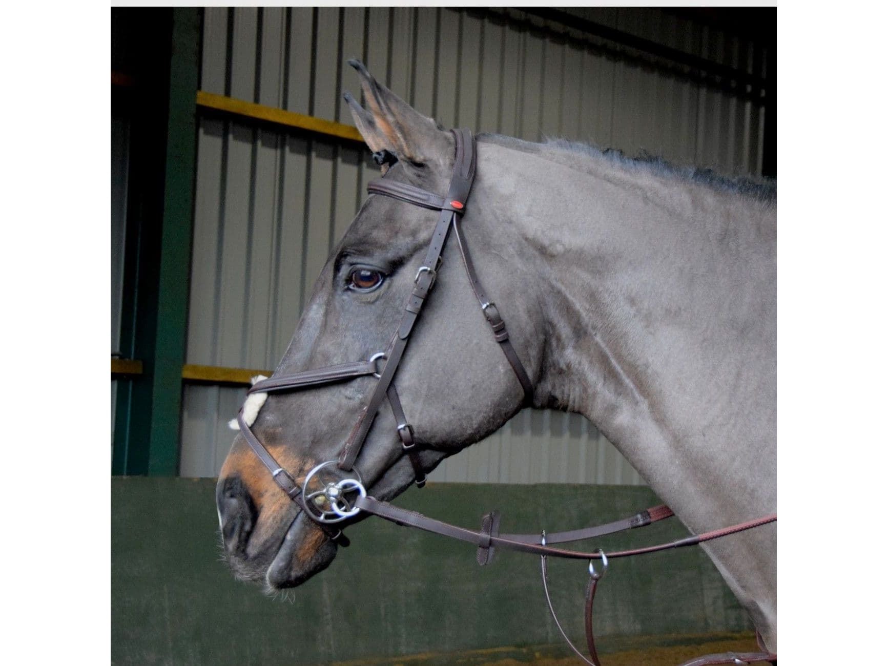 John Whitaker Ready to Ride Mexican Bridle