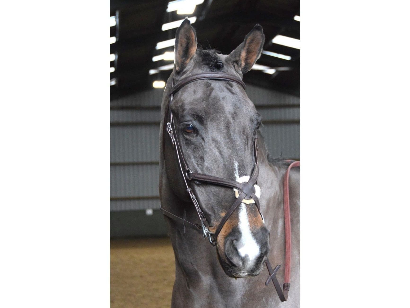 John Whitaker Ready to Ride Mexican Bridle