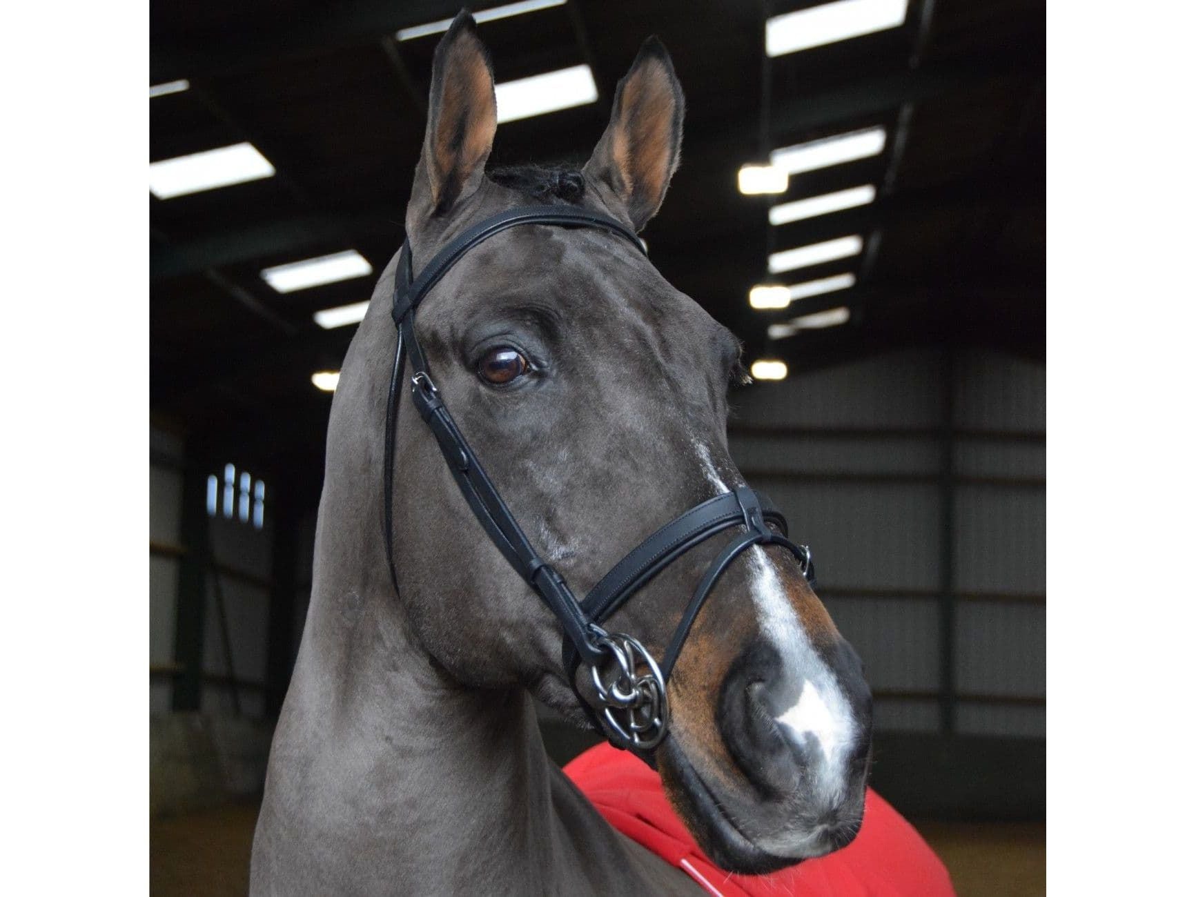 John Whitaker Ready to Ride Snaffle Bridle
