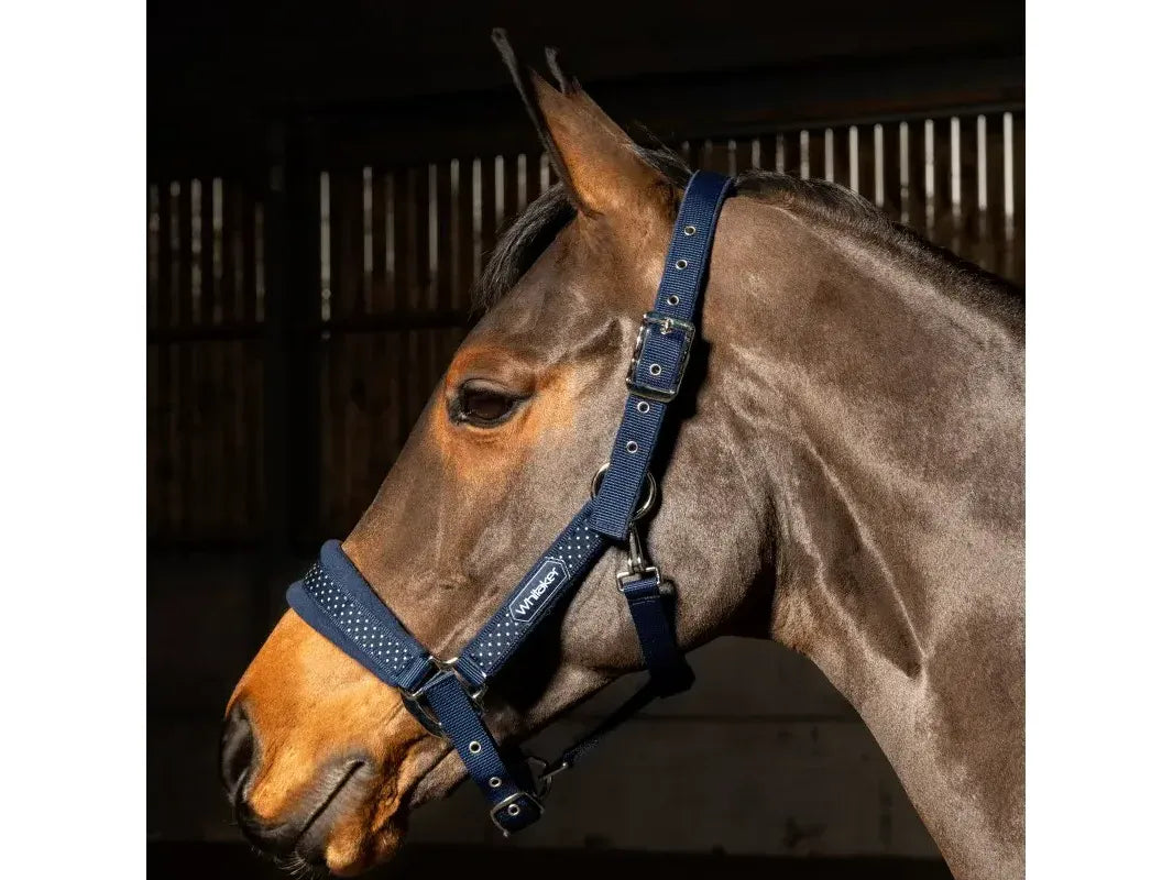 John Whitaker San Francisco Headcollar