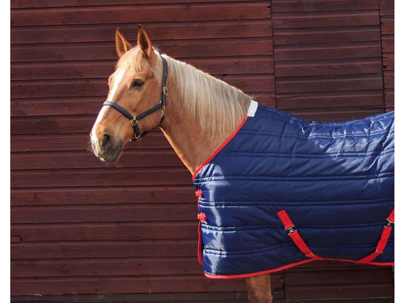 John Whitaker Thomas Stable Rug - Navy/Red