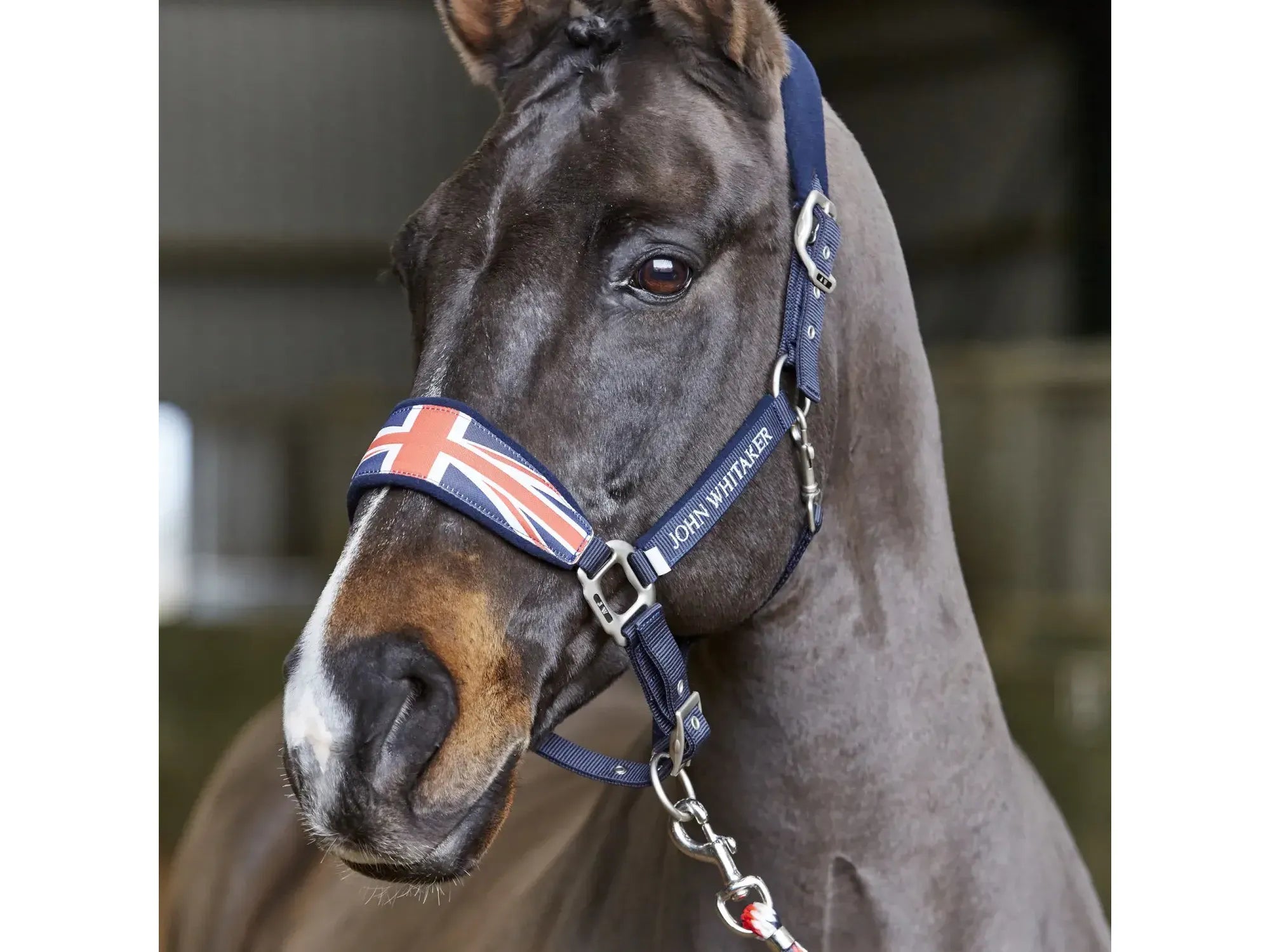 John Whitaker Union Jack Head Collar