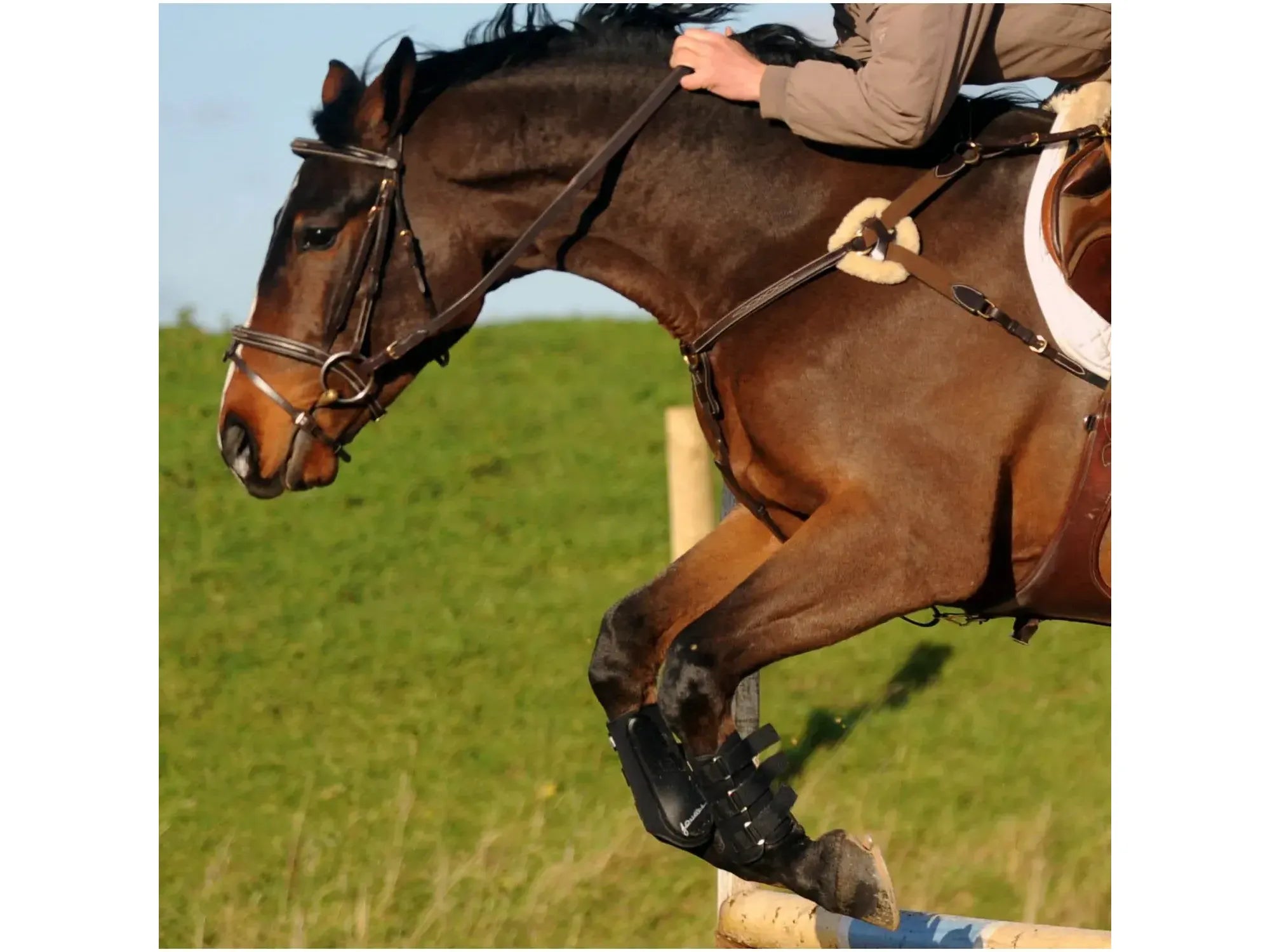 John Whitaker Valencia 5 Point Breastplate