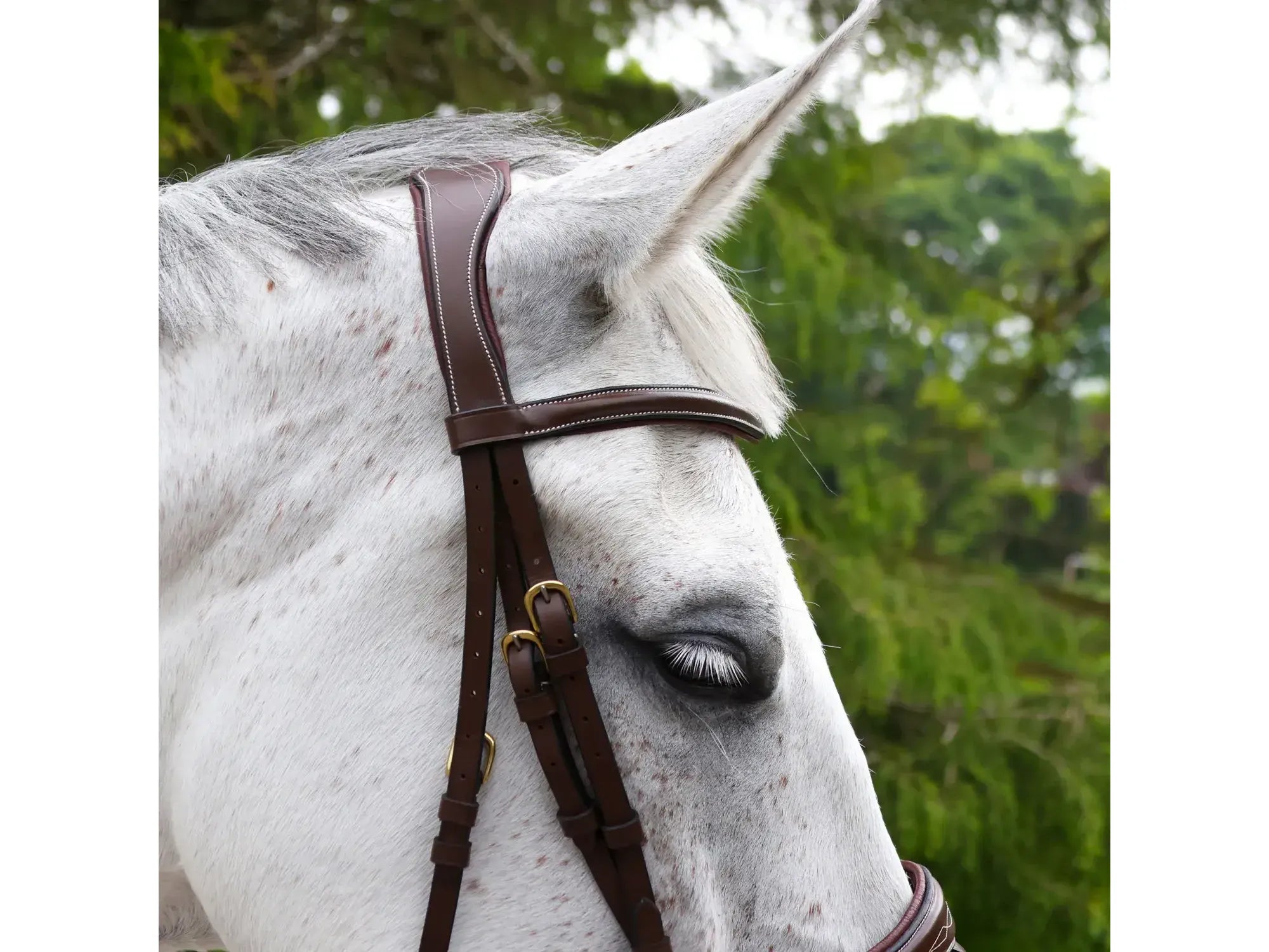 John Whitaker Venice Bridle with Reins - Available in Cob or Full - Black or Havana, Pick'n'Mix