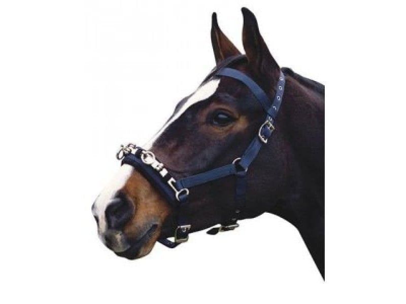 Kincade Coordinate Lunge Cavesson