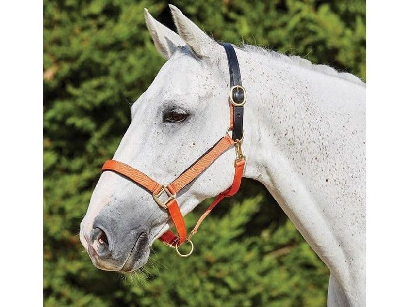 Kincade Deluxe Webbed Headcollar With Leather Crown