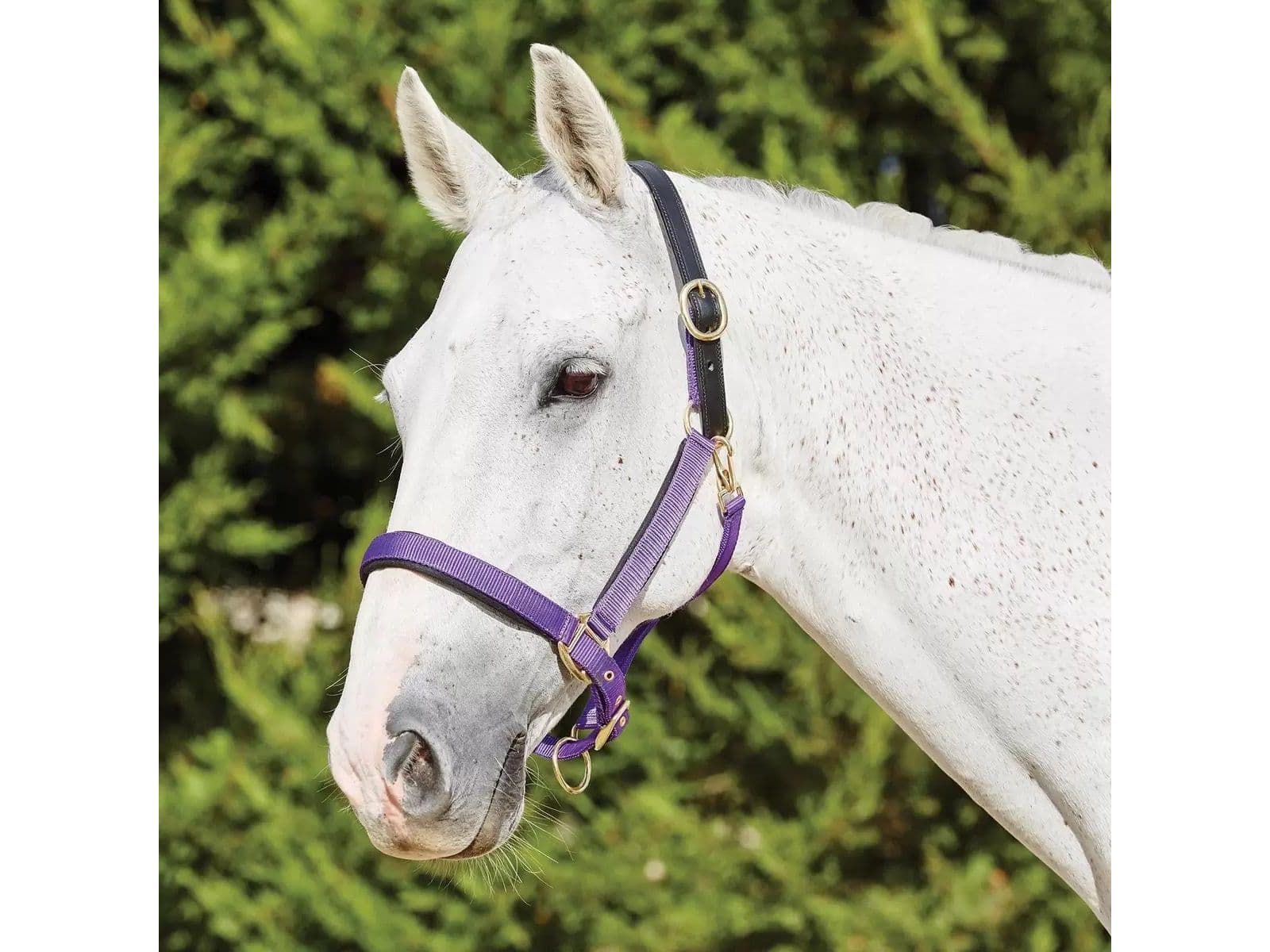 Kincade Deluxe Webbed Headcollar With Leather Crown